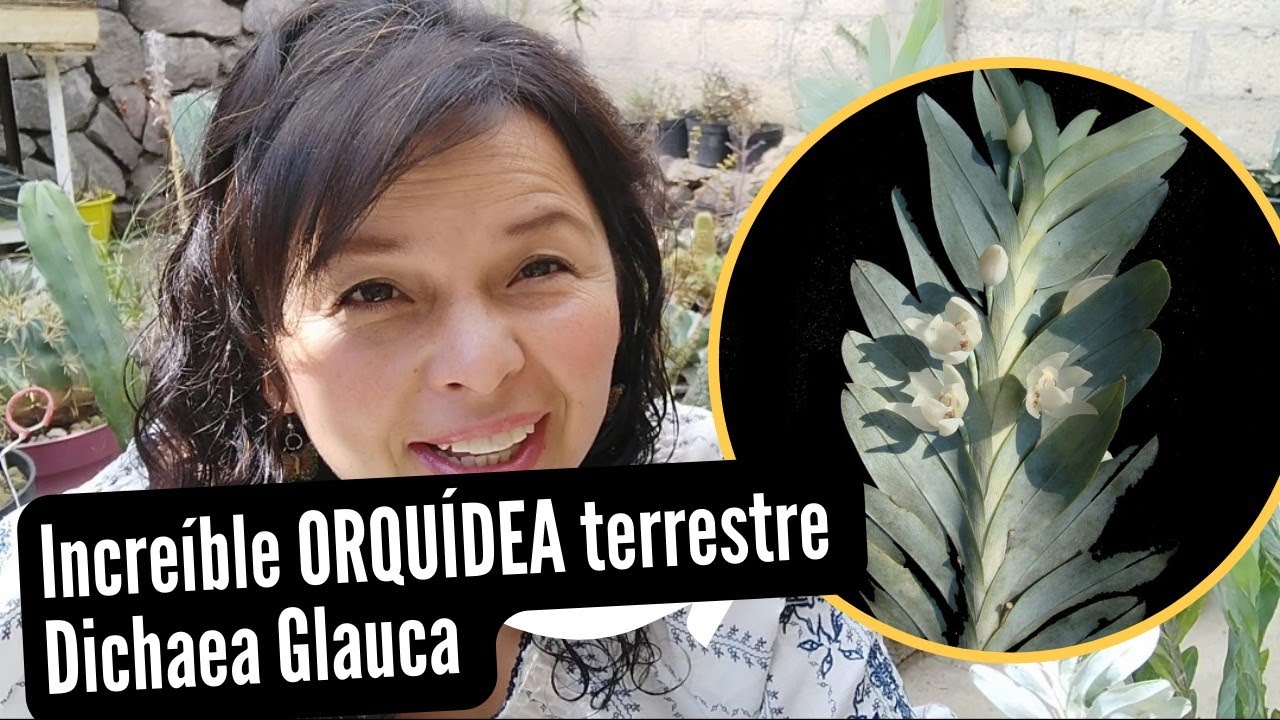 ❤️ Hermosídima ORQUIDEA TERRESTRE  MEXICANA . Super fácil cuidado