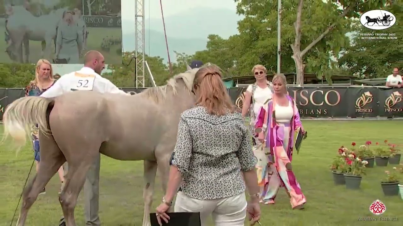N.52 PIERCING PPJ - Vesuvio Trophy 2022 - International - Colts 2 Years Old (Class 5)