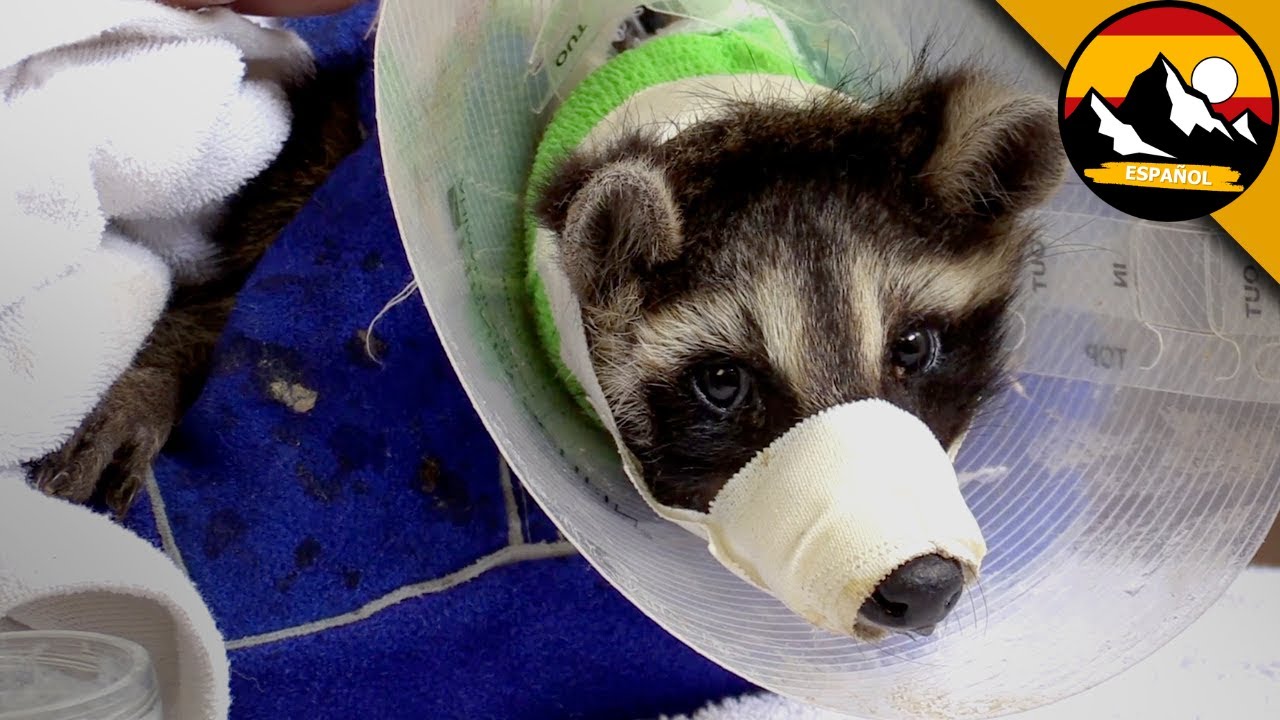 CENTRO DE RESCATE DE VIDA SALVAJE | Documentales de animales salvajes | Brave Wilderness Español