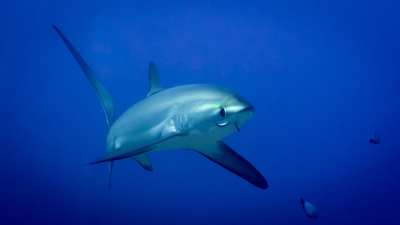Thresher sharks, cool facts