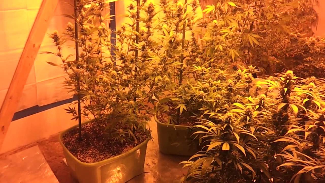 2000w flower day 25 (room b) diesel widow berry