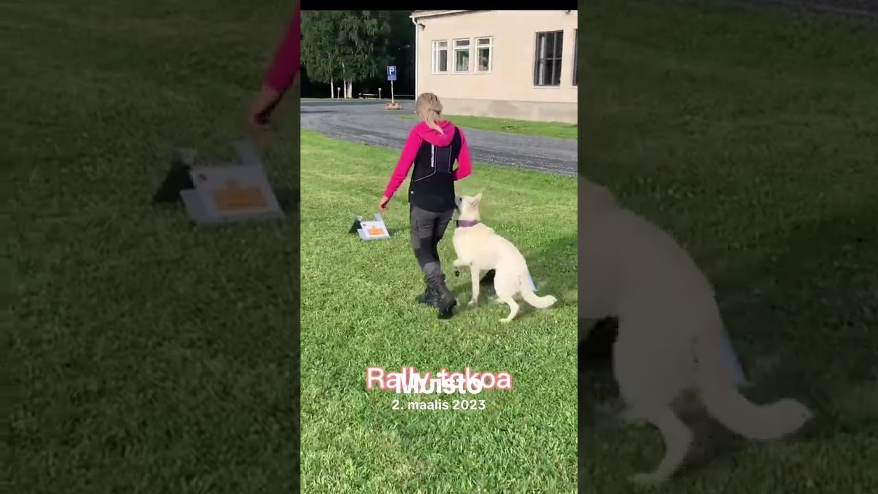 Dogtrainer