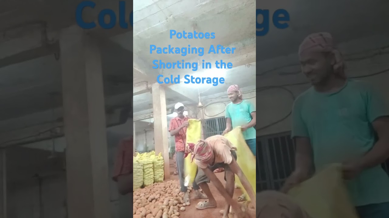# #. Short # Viral Video # Potatoes Packing # T.- P. Co- Op.Cold Storage # love ❤️ work.