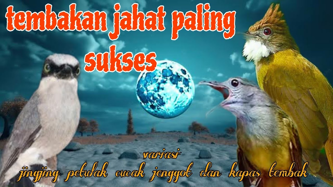 Tembakan paling jahat 🔥🔥 Jingjing petulak kapas tembak dan cucak jenggot