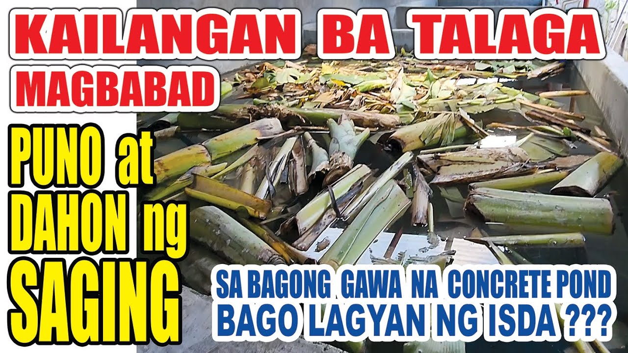 EP #38- KAILANGAN BA TALAGA MAGBABAD PUNO NG SAGING BAGO MAGLAGAY NG ISDA SA BAGONG CONCRETE POND?