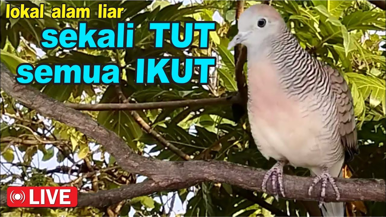 suara burung Perkutut Lokal gacor dari alam bikin semua ikut nutut