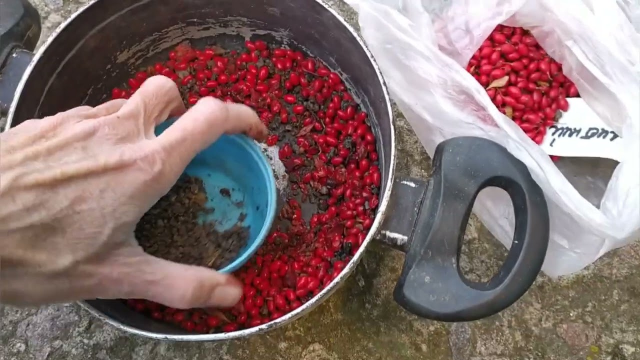 Барбарис Тунберга из семян - 3 способа. Результат эксперимента 👌