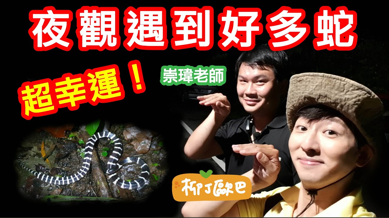 超幸運！夜觀遇到好多蛇！｜柳丁歐巴Vlog  Ft  崇瑋老師