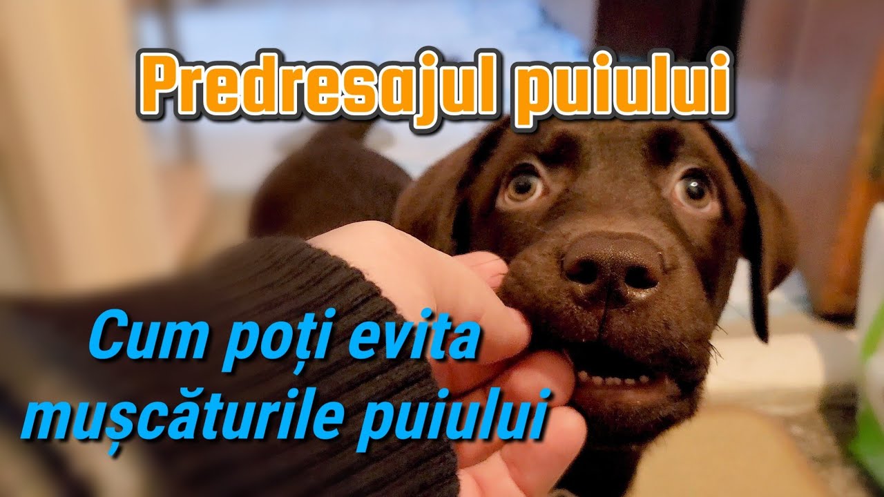 Predresaj. Cum eviți mușcăturile puiului.