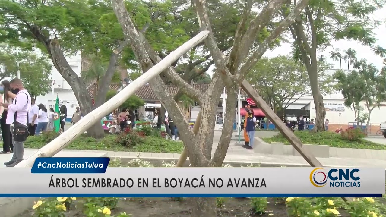 El sam&aacute;n no avanza, la Sedama explica que le pas&oacute; al &aacute;rbol del parque Boyac&aacute;