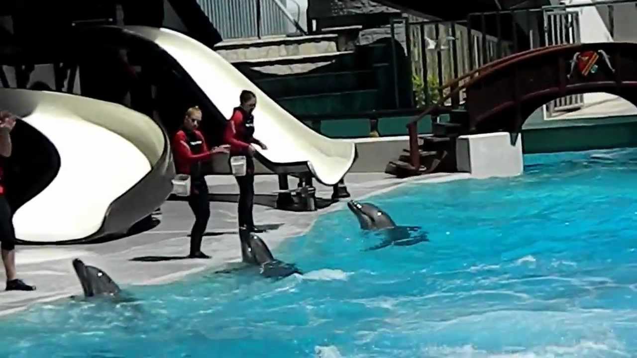 dolphin show marineland canada