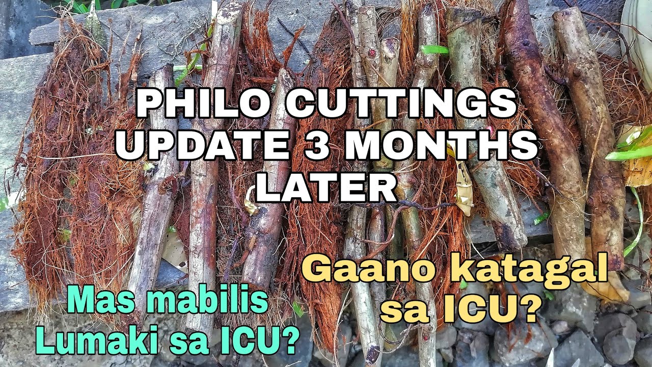 UPDATE : Philodendron Stem Cuttings/Node Propagation by ICU Method