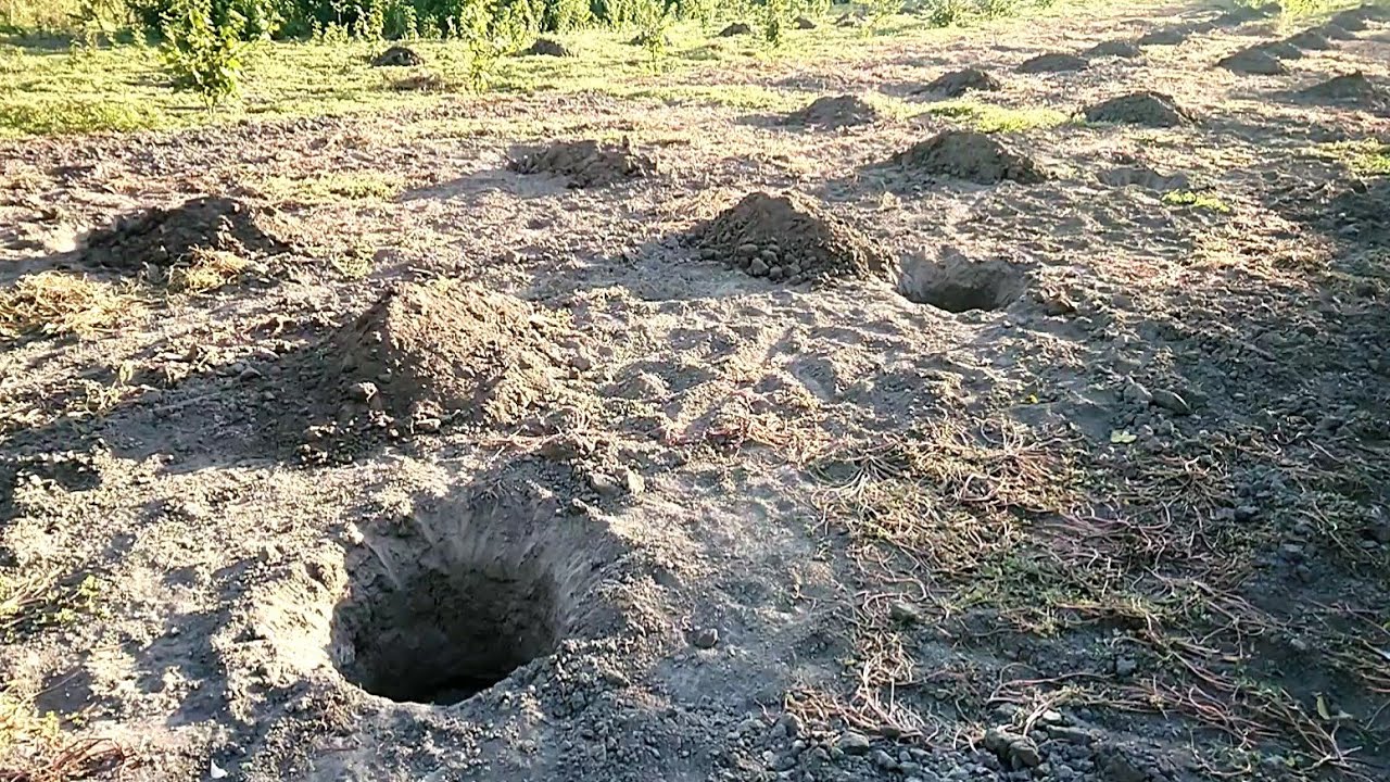 Фундук і заболочений грунт.  Заміна грунту при посадці.