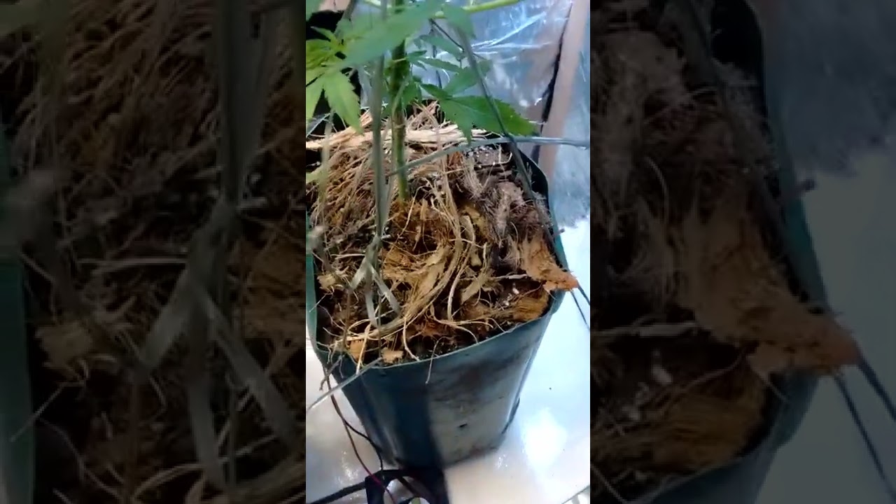 quando devo trocar o foto per&iacute;odo da minha planta? #EP4