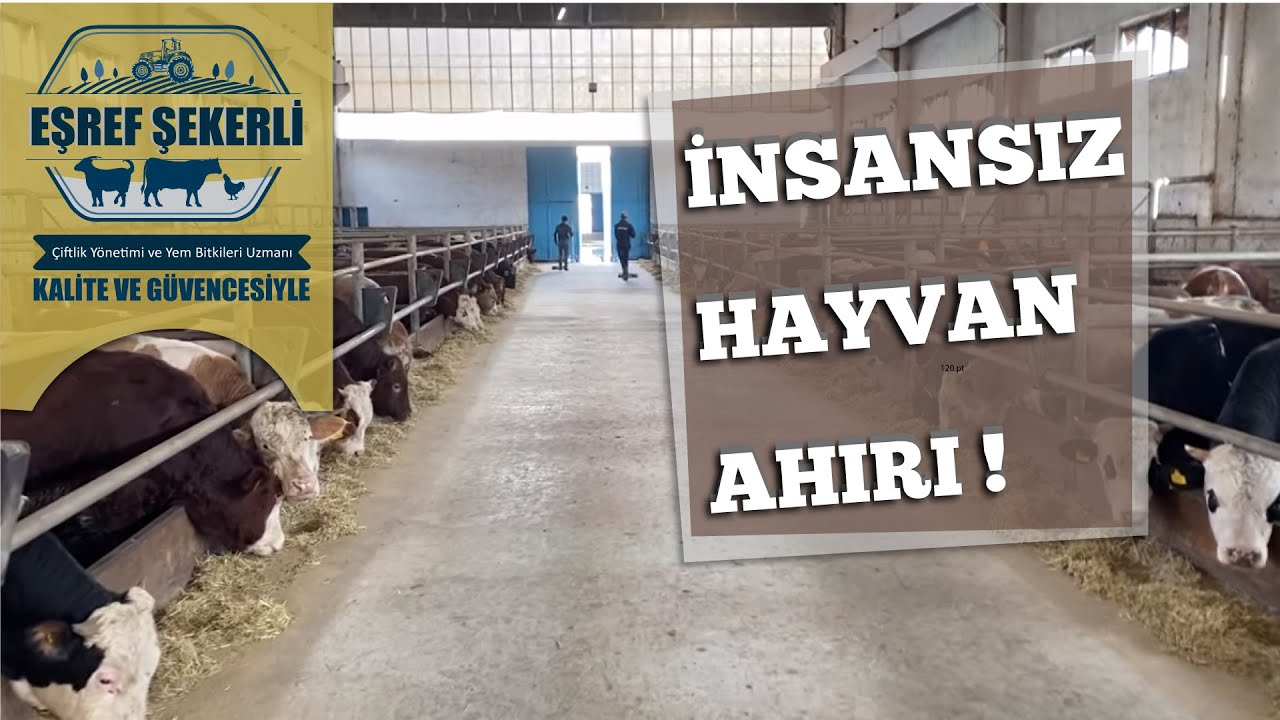İnsansız Hayvan Ahırı Yapıyoruz!