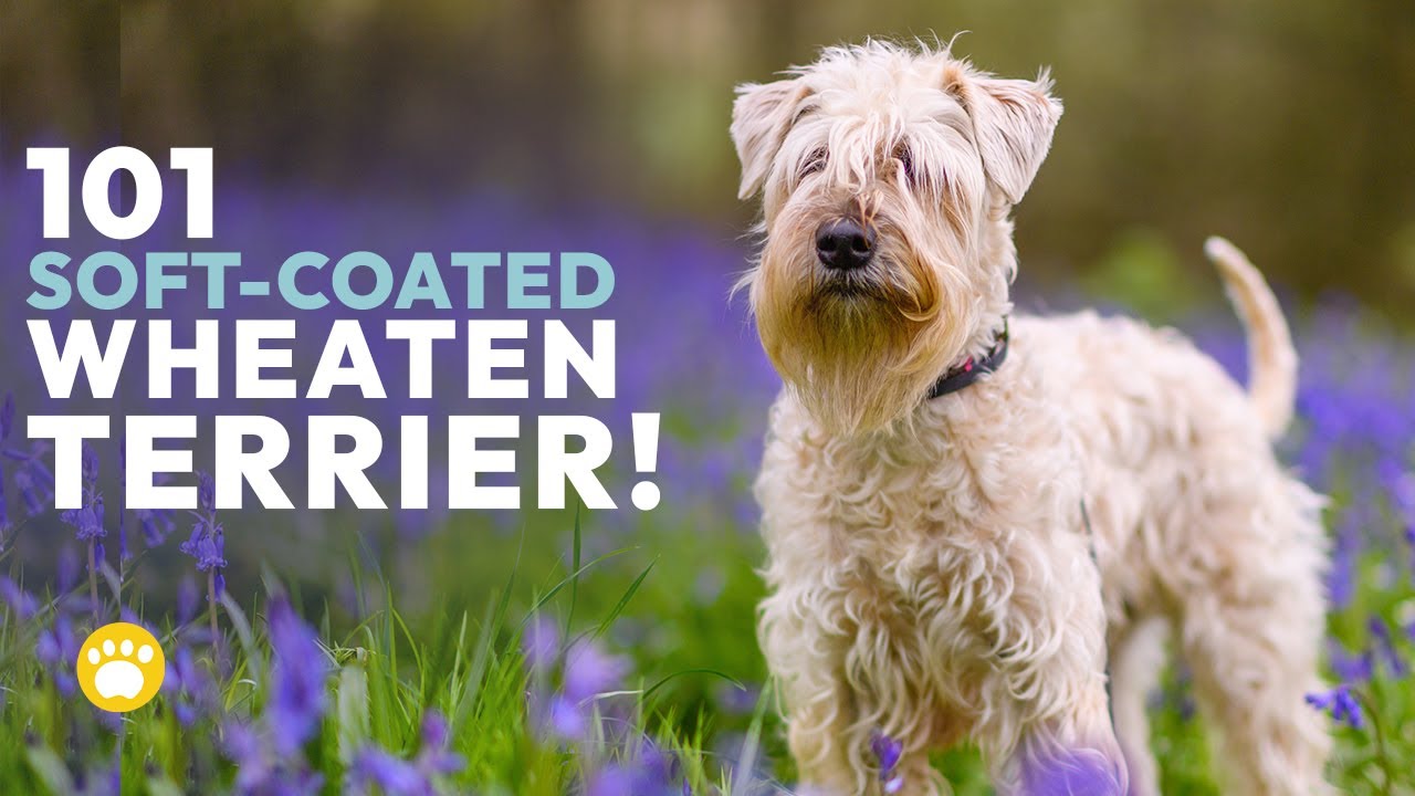 Soft-coated Wheaten Terrier Temperament, Grooming & More