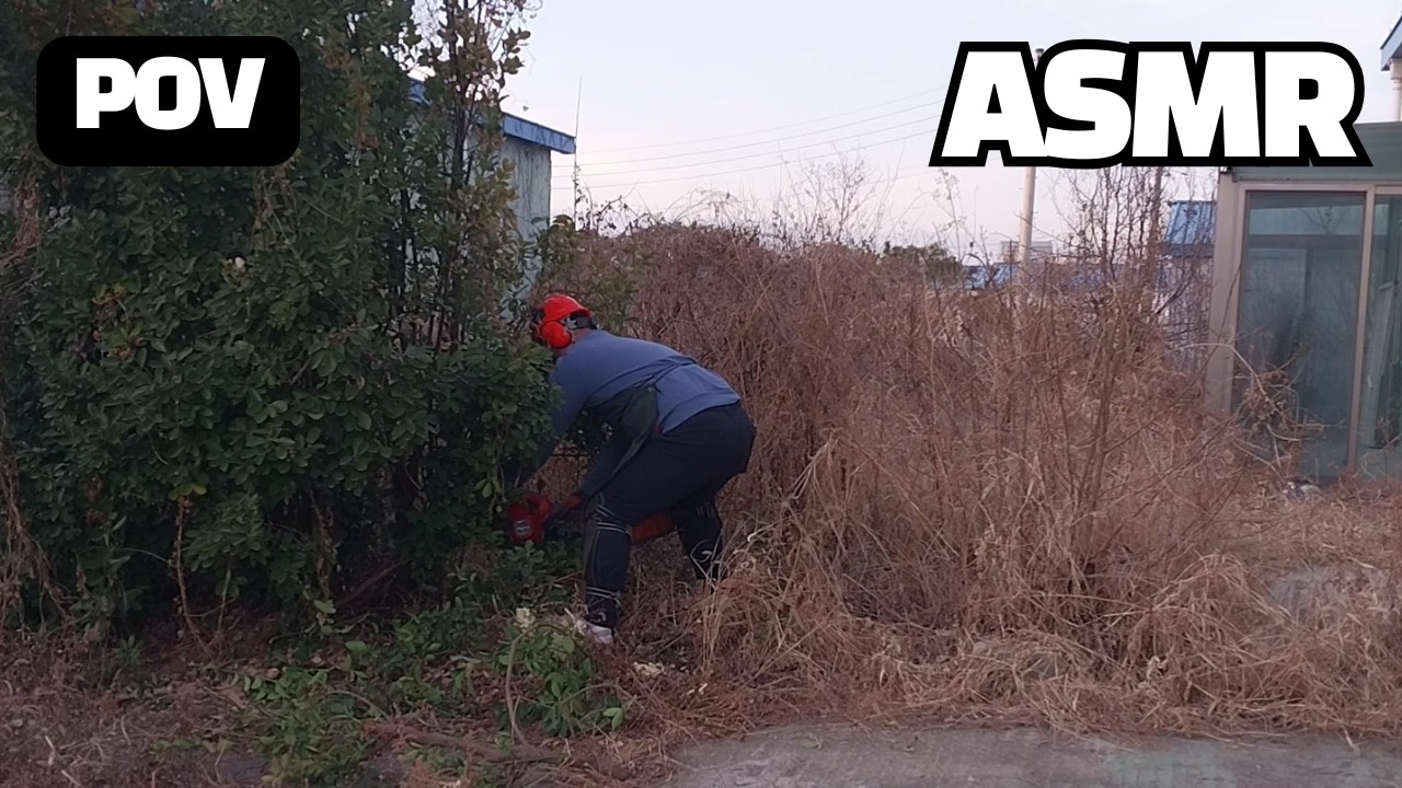 일산 공장 부지 잡목 제거 (벌목) 엔진톱 실전 영상 (POV/ASMR) Factory Site Brush Clearing & Logging Chainsaw