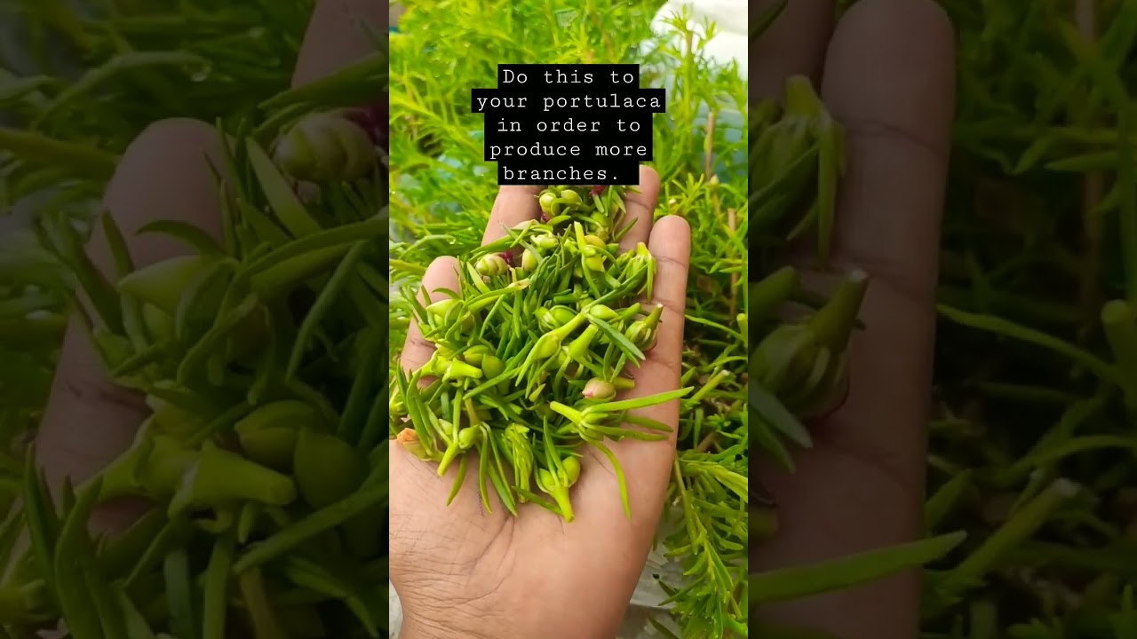 best tip to make your portulaca bushy and for more flowering 🌸🌼. #tips #portulacaflower #viral #yt