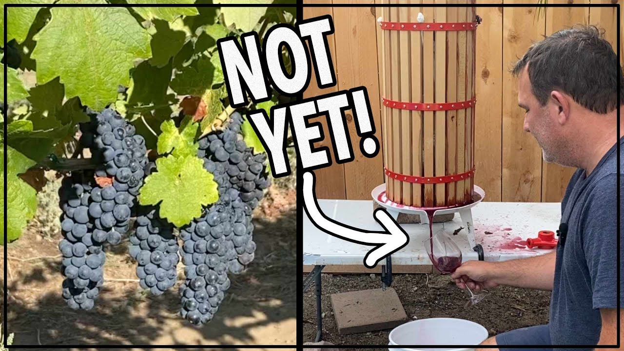 🍇 Как приготовить лучшее домашнее красное вино из винограда #виноделие