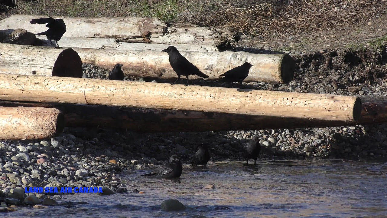 The CROW Genus Corvus