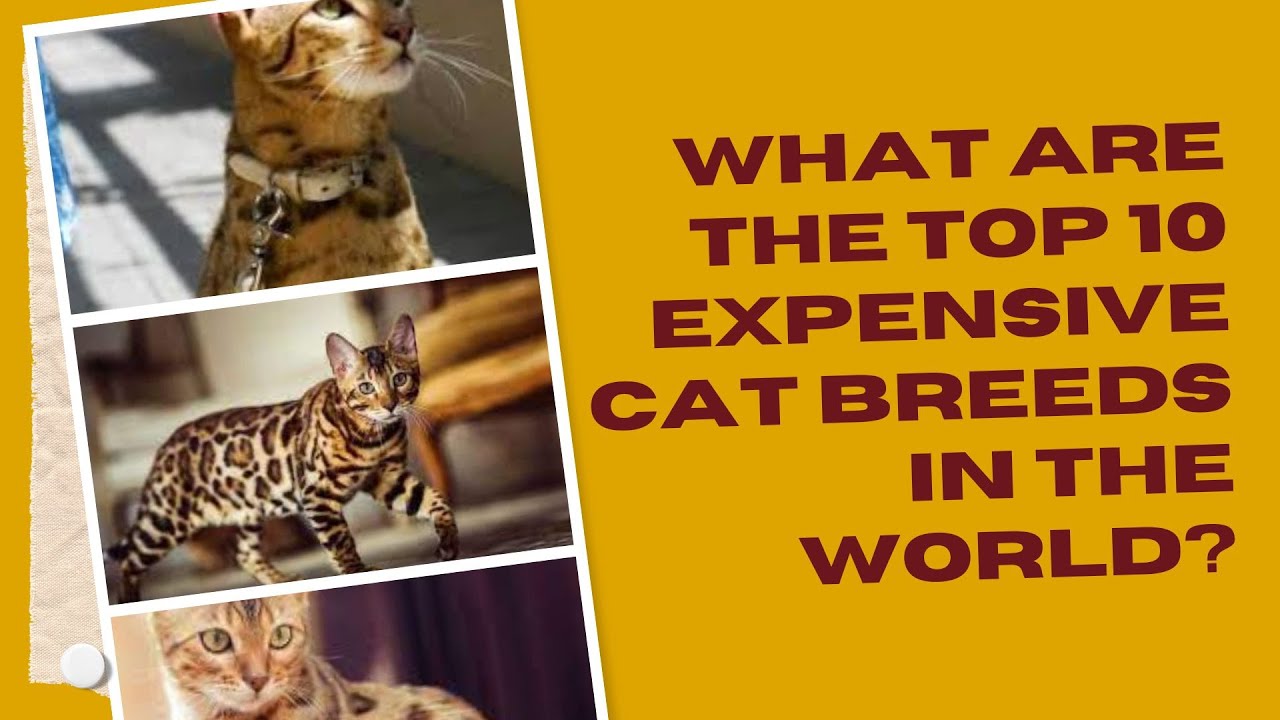 What are the top 10 expensive cat breeds in the world?