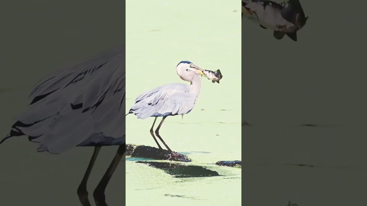 Witnessing the incredible hunting prowess of a Great Blue Heron! 