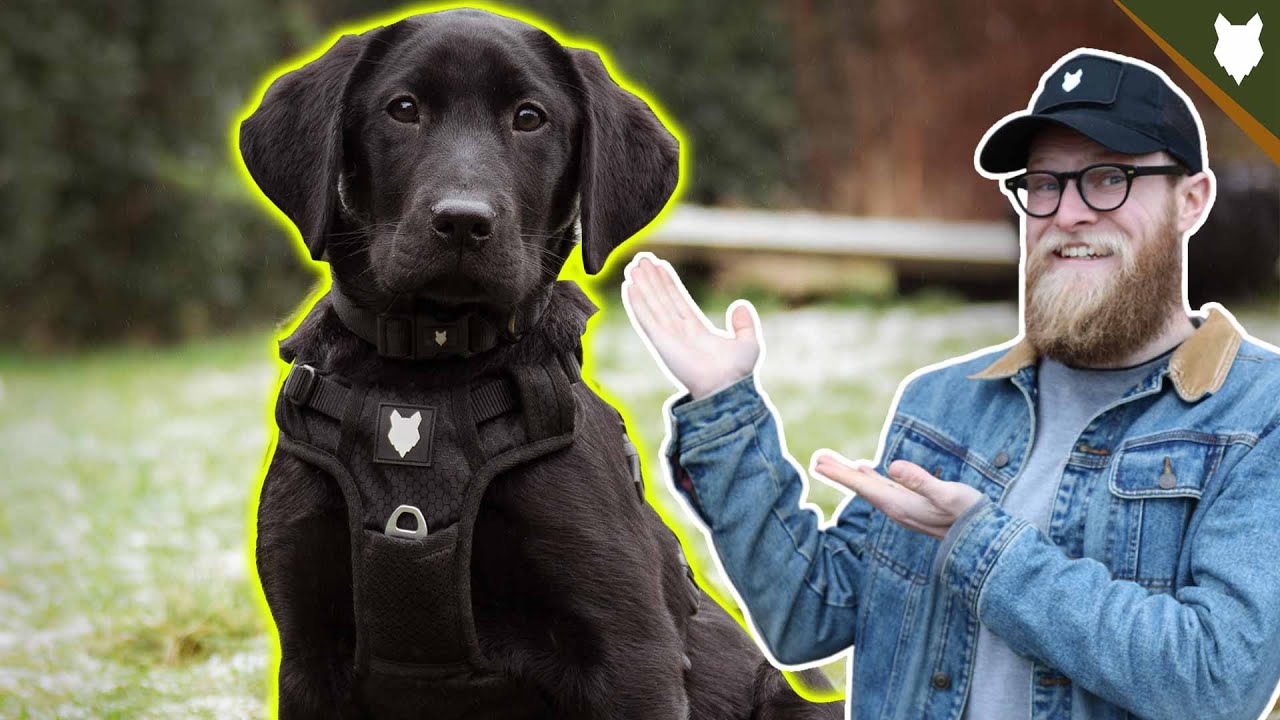 How To Get Your PUPPY TO STAY - STAY COMMAND