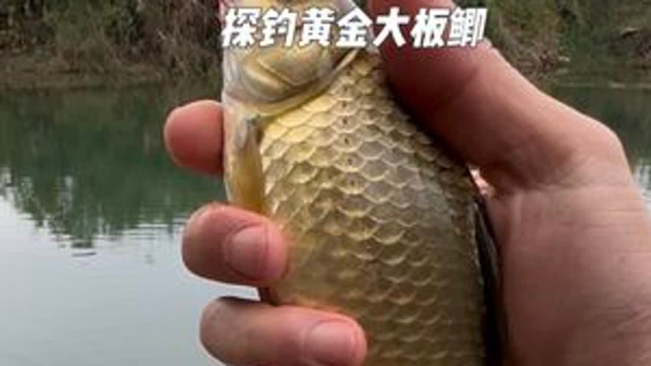 探钓没有巧，唯有天天搞。今年最后一钓，年后再见朋友。#打龟是不可能的  #大板鲫 #冬钓鲫鱼 #沃鼎王者神剑四代 #沃鼎产品体验官