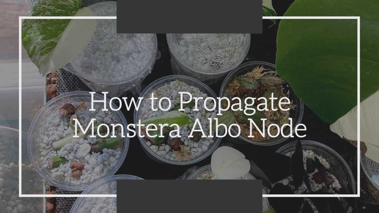 How to Propagate Monstera Albo Node!