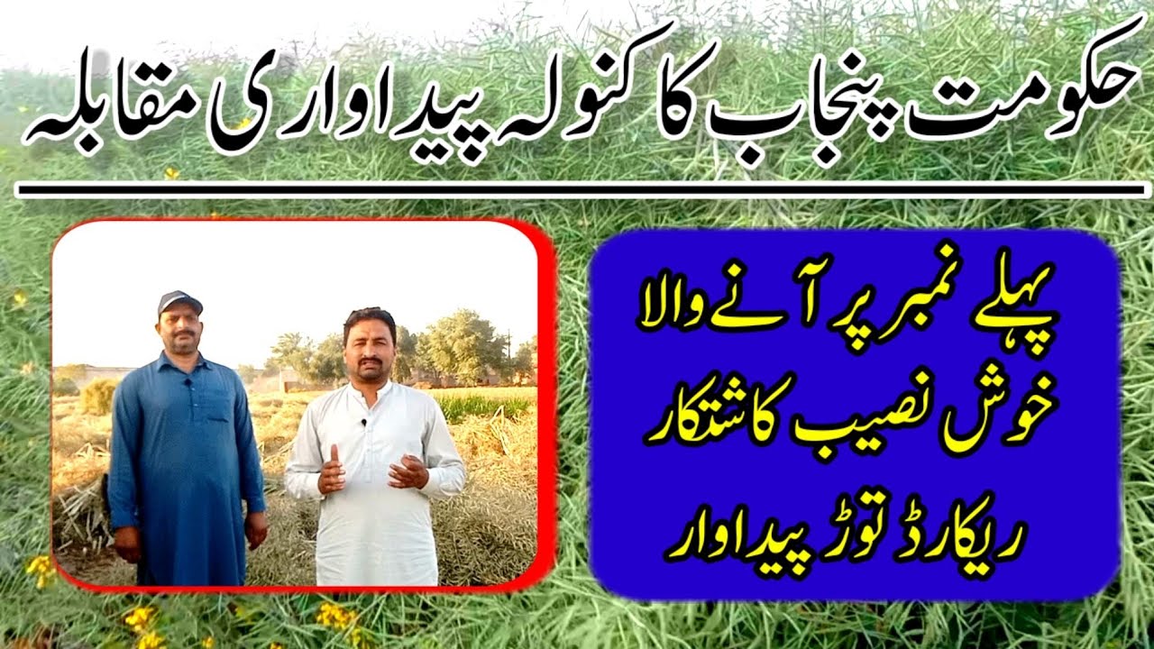Mustard farming Pakistan || Canola Farming Punjab|| High yield crop || parfitable farming||