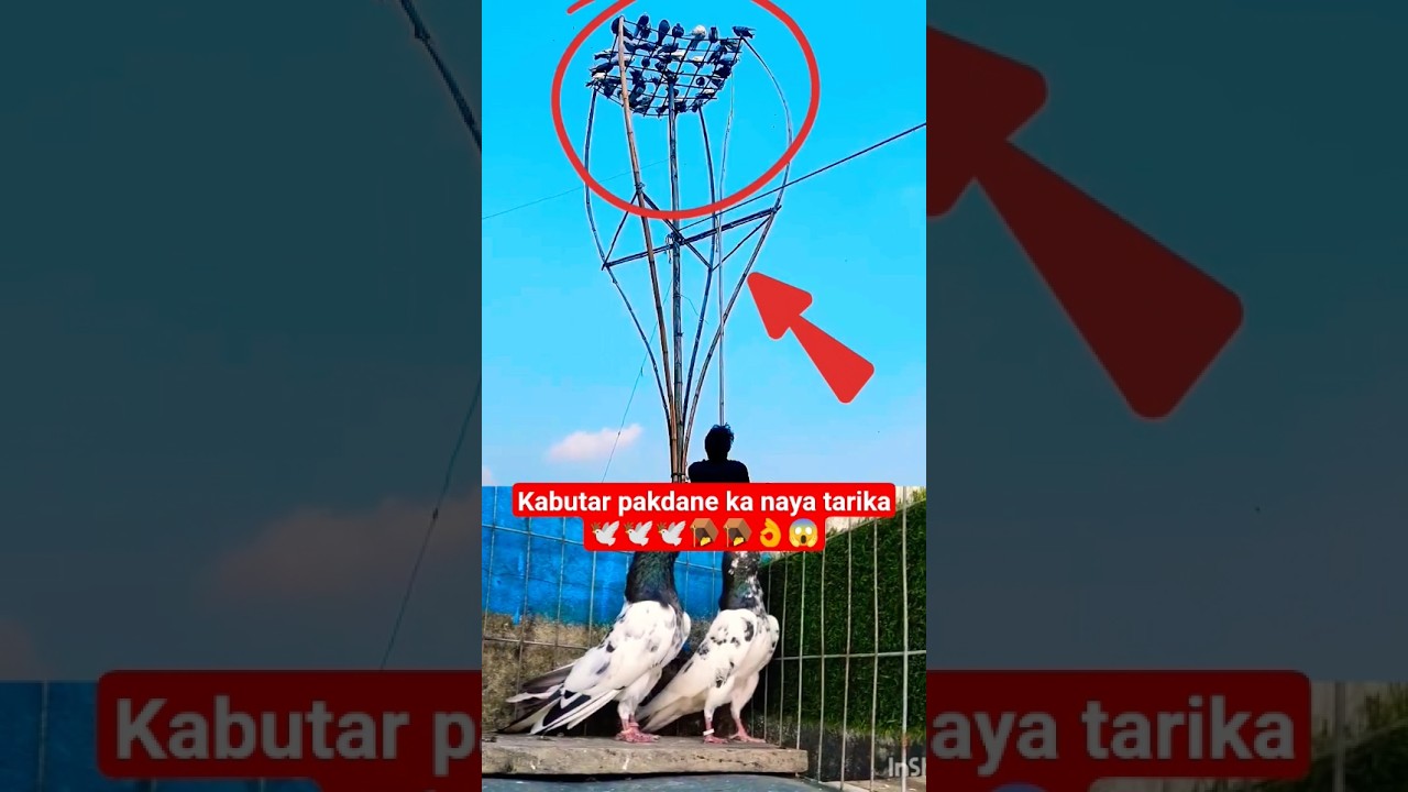Ek Sath 4 kabutar pakad liya high flyer Teddy kabootar🕊🕊🪤👌#pets #indianpegion #pigeon #kabootar#bird