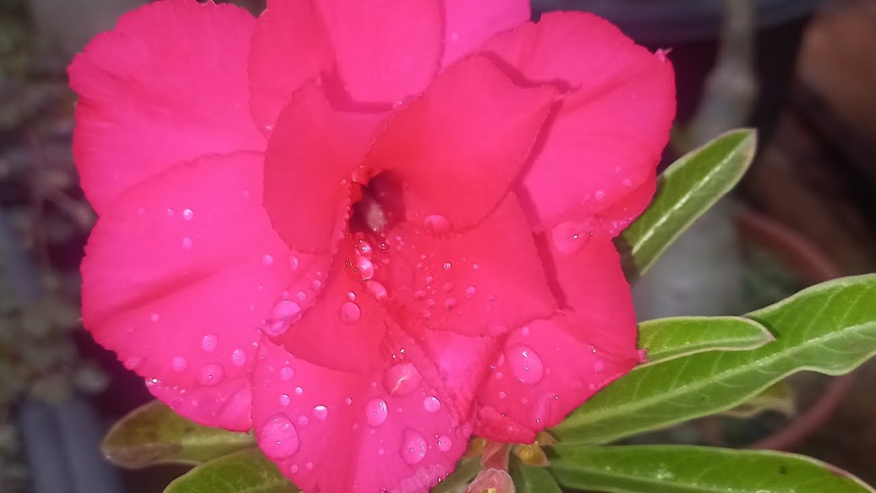 @rosadodeserto @flores 🌺 Part 2