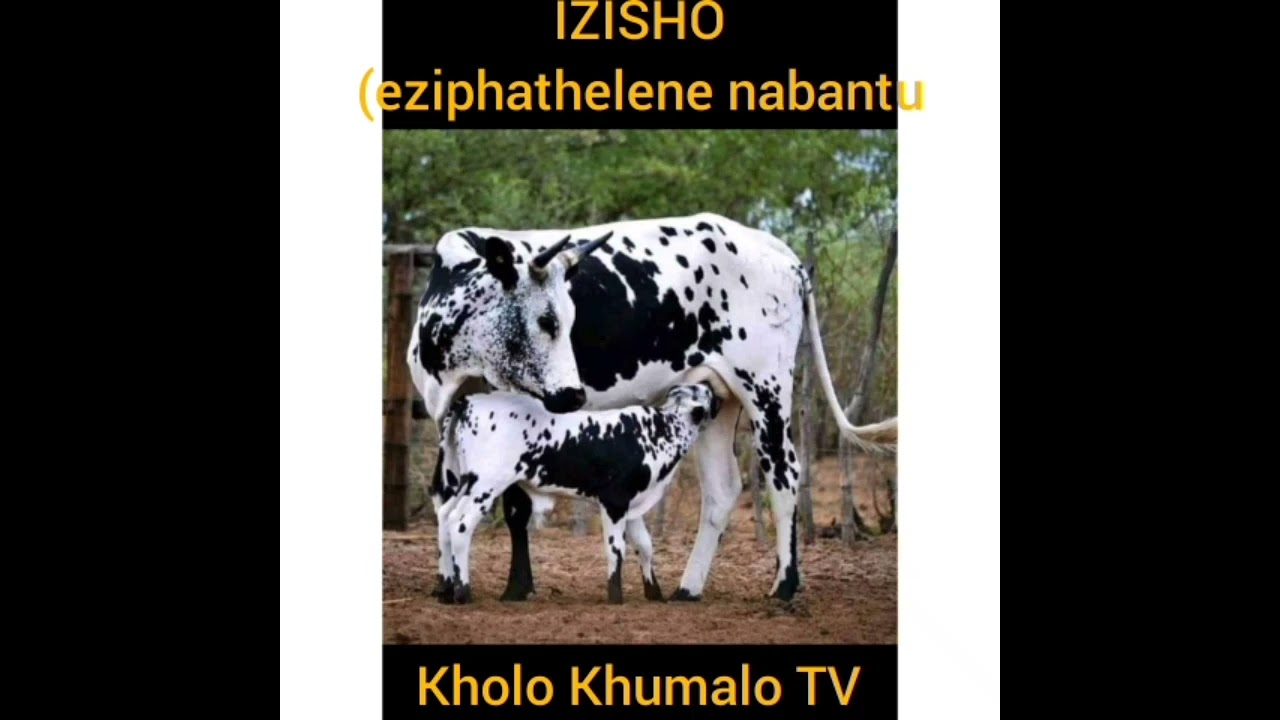 IZISHO:(eziphathelene nabantu)
