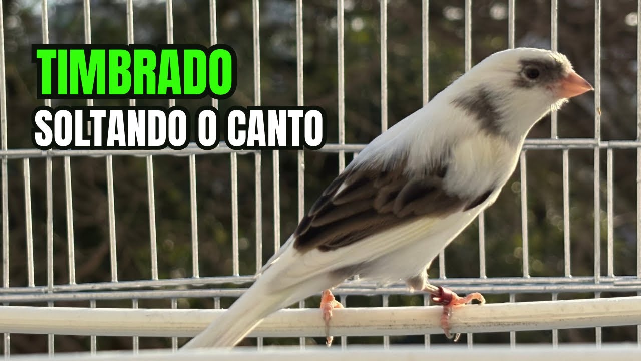 Canário TIMBRADO soltando o CANTO