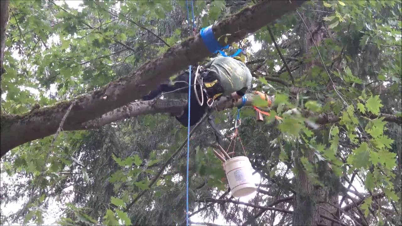 Work Climb Alex Salinas Seattle Arboretum 2016