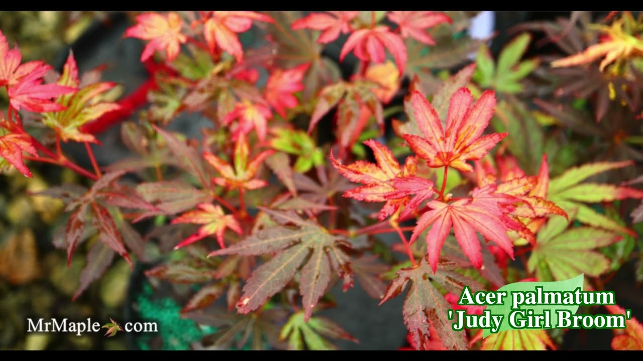 Transform Your Landscape with the Stunning Acer palmatum 'Judy Girl Broom' Japanese Maple