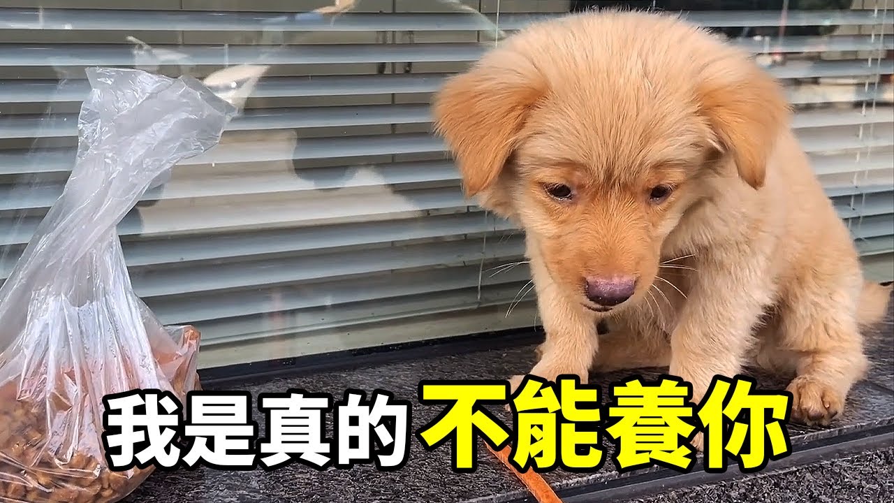 看見主人帶流浪狗回家，家裡的寵物狗都快哭了！