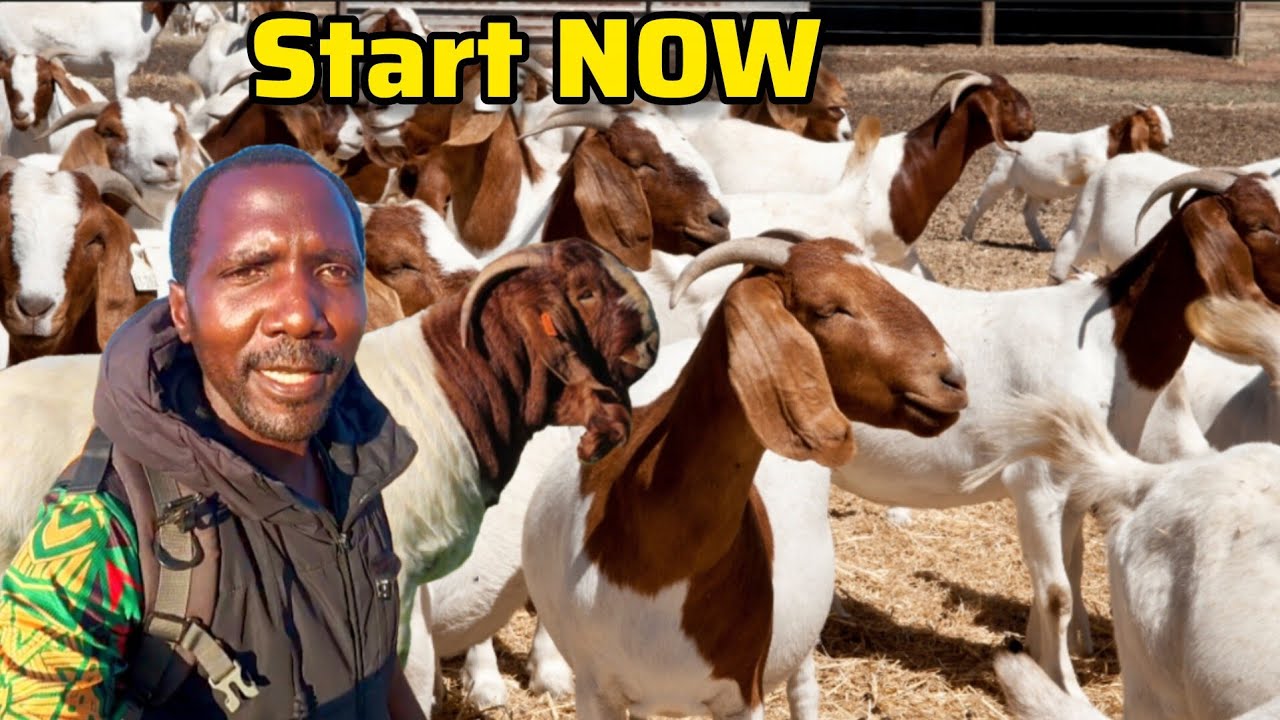 Inside a SUCCESSFUL goat farm in Zambia | Business of Boer goats