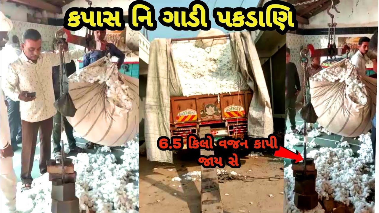કપાસ ની ગાડી પકડાણિ જે 6.5 કિલો 😱 વજન કાપી જાય છે અને 😡
