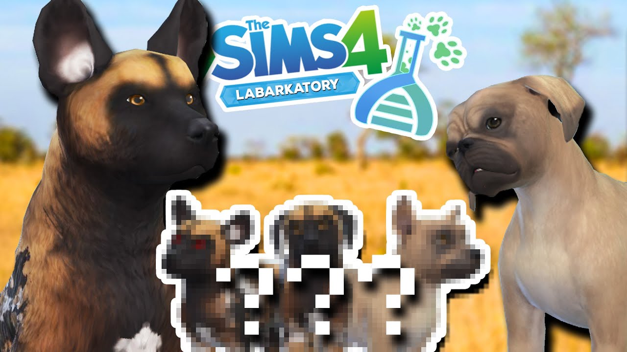 Birth of PAINTED WILD DOG x Puggle Puppies?!🐺💕🐶