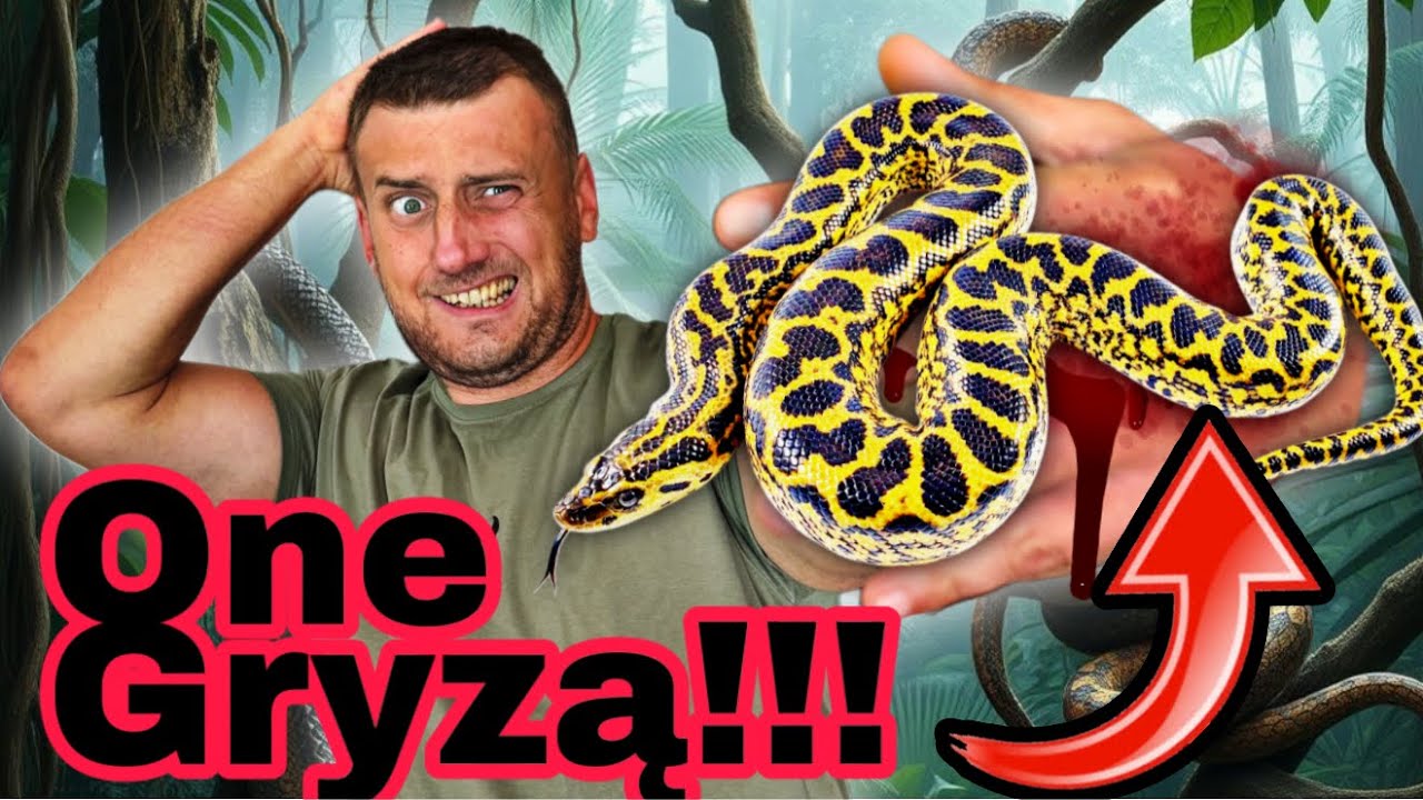 Ponad 50 Ukąszeń W Tym Filmie !! Sprawdzam Płeć ANAKOND !!