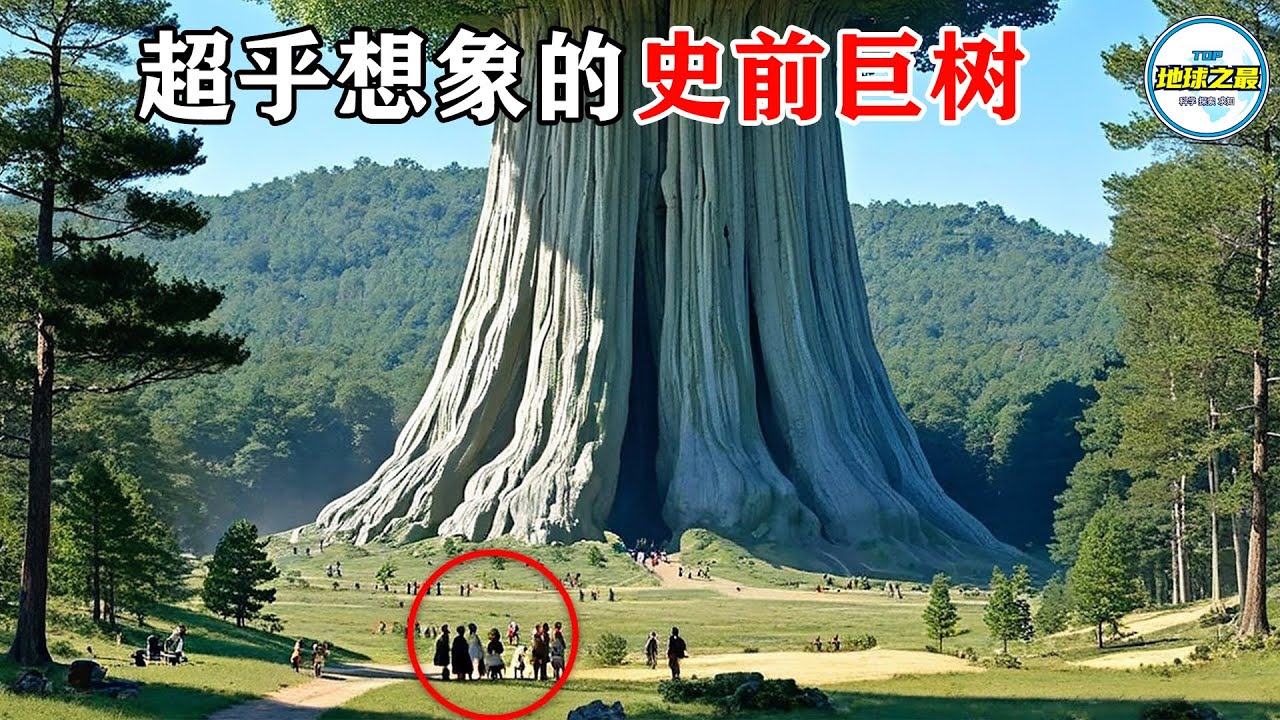 1000人环抱！地球上最大的树，大到超乎想象！最奇特的15种树！丨地球之最#冷知识 #排名 #世界之最#地球之最top#巨树#最惊人的#惊人发现#top10#世界之最top#top15