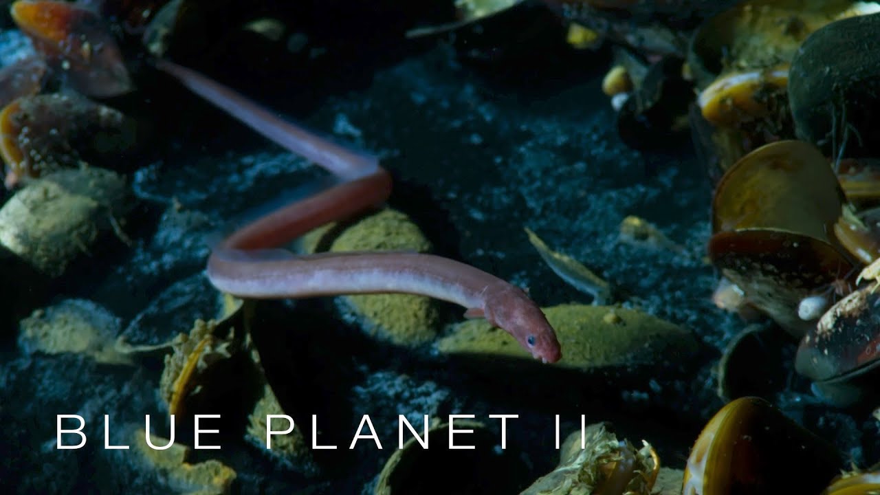 Brine pool of death - Blue Planet II: Episode 2 Preview - BBC