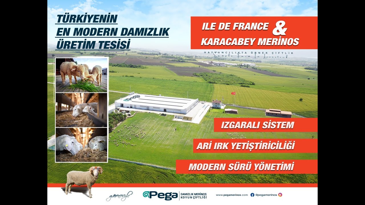 TÜRKİYENİN EN MODERN ARİ DAMIZLIK ÜRETİM TESİSİ | PEGA MERİNOS ÇİFTLİĞİ | KARACABEY MERİNOS ÇİFTLİĞİ