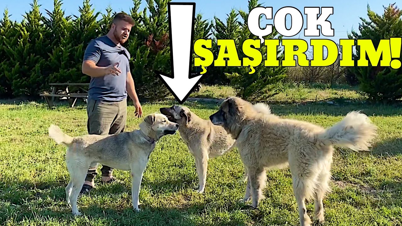 MAZLUM VE CARLOS AKLIMI ALDI TEHLİKELİ ANLAR YAŞADIM!