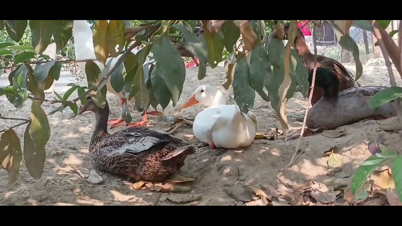 Duck #duckfarming #duckfarm #duckvideo #cute #cuteviralvideo #cutebirds #ecosystem #naturalfarming 