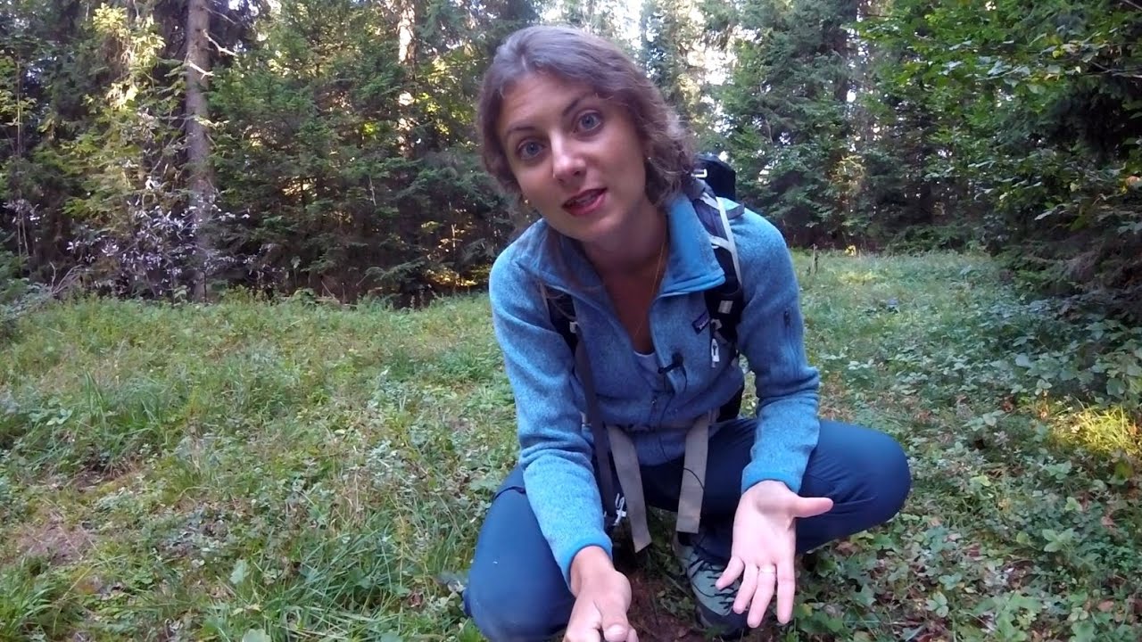 L'INSTANT SYLVE, Épisode 3 : La reproduction chez le Grand tétras !