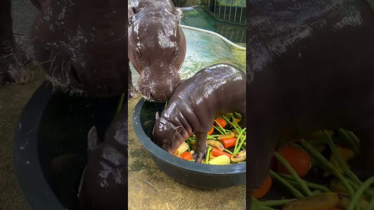 Moo Deng the Pygmy Hippo Baby Eating with Mom | Adorable Mealtime Moments 🦛💕 #viralcute #adorable