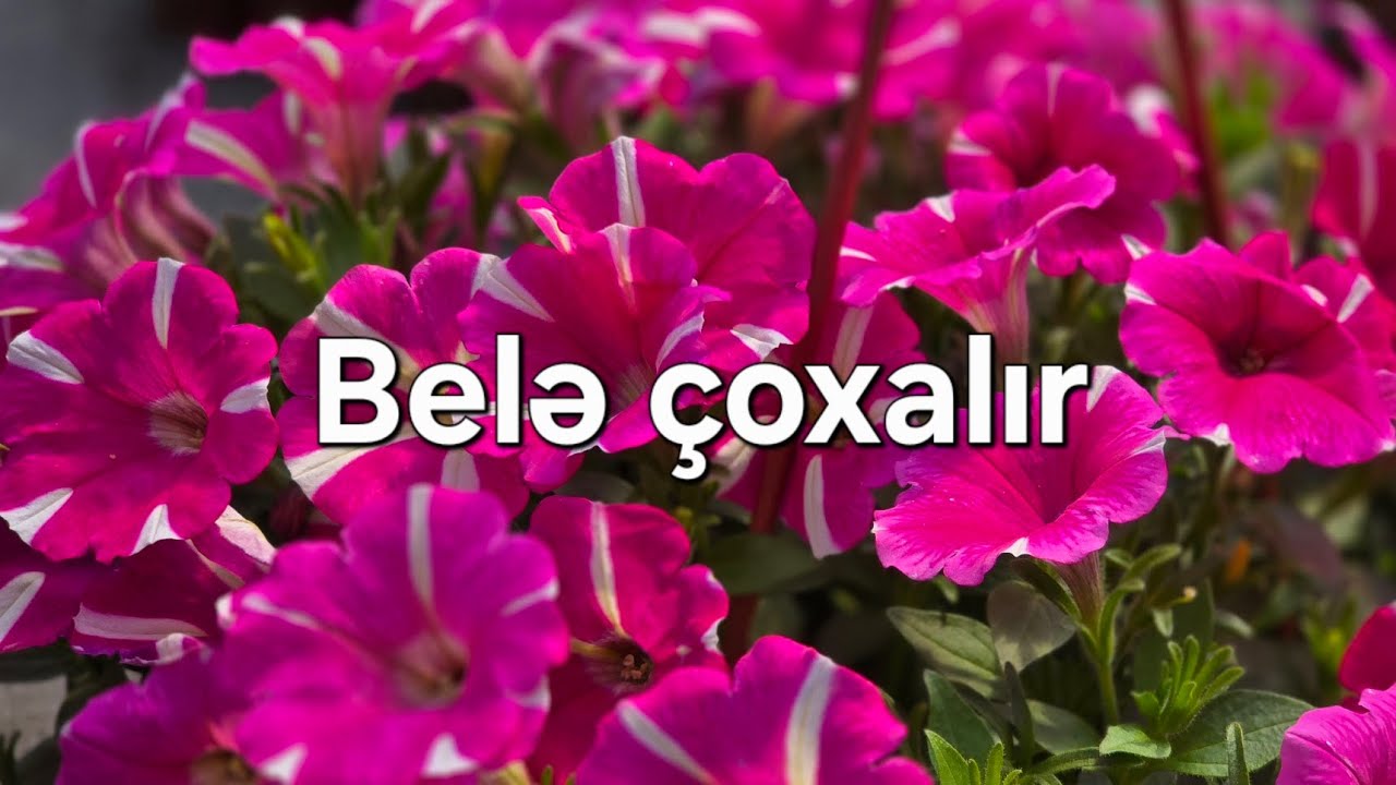Petuniya bele çoxalır ve yetişdiriıir! Azer Qurbanov  