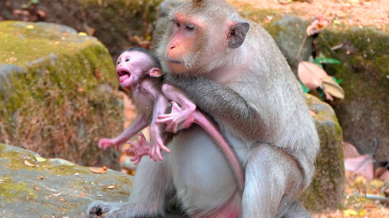 A Gentle and Attentive Moment as Mother Monkey Button Carefully Guards Her Young Baby